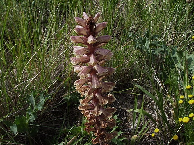 Orobanche amethystea &copy; <a href="//commons.wikimedia.org/wiki/User:Victor_M._Vicente_Selvas" title="User:Victor M. Vicente Selvas">Victor M. Vicente Selvas</a>