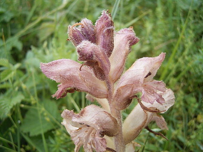 Orobanche caryophyllacea &copy; self