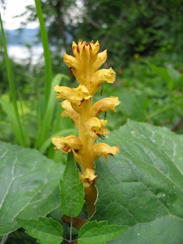 Orobanche flava © <a href="//commons.wikimedia.org/wiki/User:Tigerente" title="User:Tigerente">User:Tigerente</a>