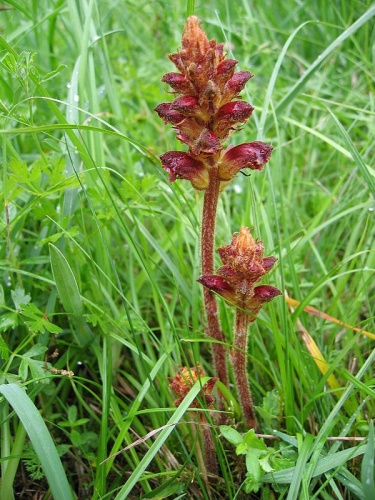 Orobanche gracilis &copy; <a href="//commons.wikimedia.org/wiki/User:Tigerente" title="User:Tigerente">User:Tigerente</a>