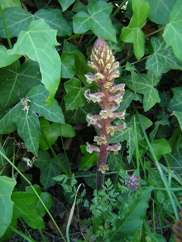 Orobanche hederae © No machine-readable author provided. <a href="//commons.wikimedia.org/wiki/User:Aroche" title="User:Aroche">Aroche</a> assumed (based on copyright claims).