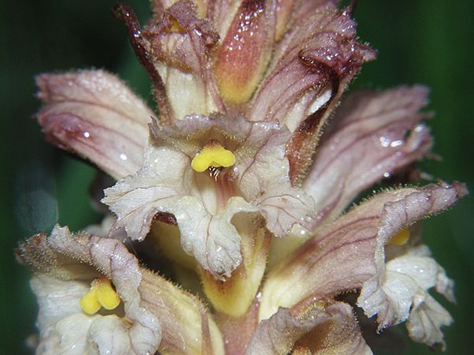 Orobanche lutea © <a href="//commons.wikimedia.org/wiki/User:BerndH" title="User:BerndH">Bernd Haynold</a>