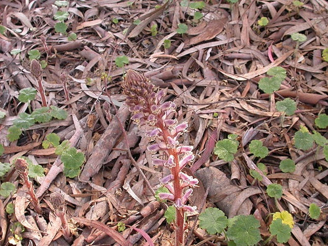 Orobanche minor © <a rel="nofollow" class="external text" href="https://www.flickr.com/photos/25401497@N02">Donald Hobern</a> from Canberra, Australia