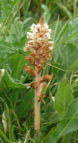 Orobanche picridis © <a href="//commons.wikimedia.org/wiki/User:BerndH" title="User:BerndH">Bernd Haynold</a>