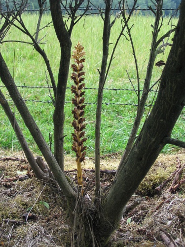 Orobanche rapum-genistae &copy; 