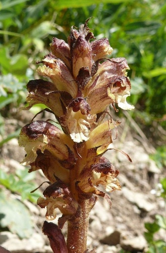 Orobanche reticulata © <a href="//commons.wikimedia.org/wiki/User:BerndH" title="User:BerndH">Bernd Haynold</a>