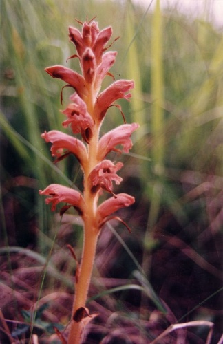 Orobanche teucrii © 