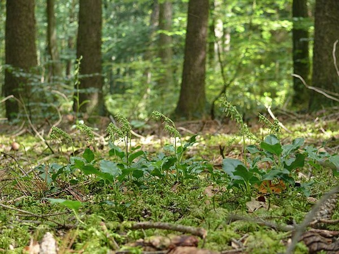 Orthilia secunda &copy; <a href="//commons.wikimedia.org/wiki/User:BerndH" title="User:BerndH">Bernd Haynold</a>