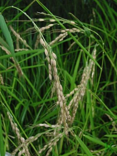 Oryza sativa © Leo Michels