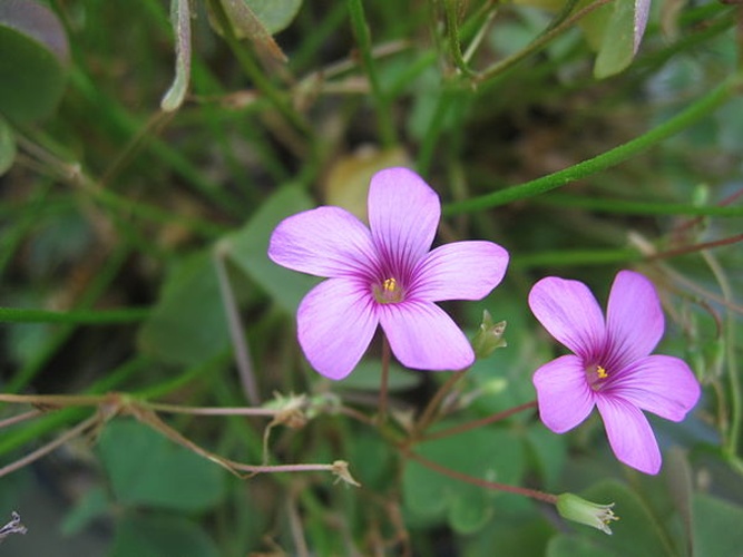 Oxalis articulata © <a href="//commons.wikimedia.org/w/index.php?title=User:La_la_means_I_love_you&amp;action=edit&amp;redlink=1" class="new" title="User:La la means I love you (page does not exist)">la la means I love you</a>