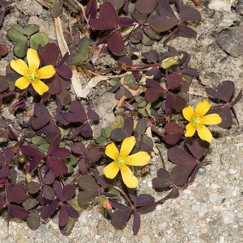 Oxalis corniculata &copy; picture taken by <a href="https://de.wikipedia.org/wiki/User:olei" class="extiw" title="de:User:olei">Olaf Leillinger</a>