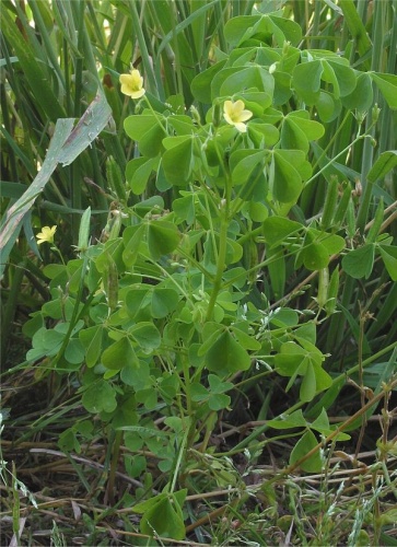 Oxalis fontana &copy; <a href="//commons.wikimedia.org/wiki/User:Rasbak" title="User:Rasbak">Rasbak</a>