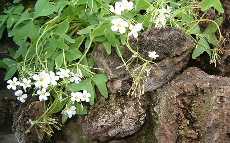 Oxalis latifolia &copy; 