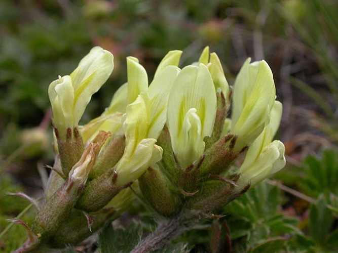 Oxytropis campestris © No machine-readable author provided. <a href="//commons.wikimedia.org/w/index.php?title=User:Thommybe&amp;action=edit&amp;redlink=1" class="new" title="User:Thommybe (page does not exist)">Thommybe</a> assumed (based on copyright claims).