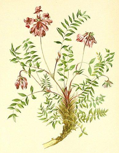 Oxytropis jacquinii &copy; Anton Hartinger