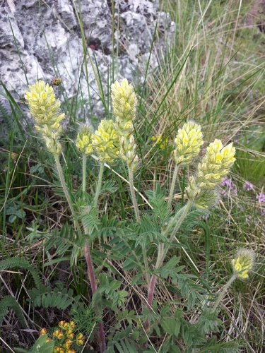 Oxytropis pilosa © <a href="//commons.wikimedia.org/wiki/User:Stefan.lefnaer" title="User:Stefan.lefnaer">Stefan.lefnaer</a>