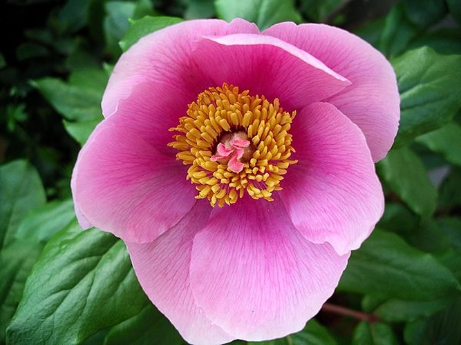 Paeonia corsica &copy; <a href="//commons.wikimedia.org/w/index.php?title=User:Max.oppo&amp;action=edit&amp;redlink=1" class="new" title="User:Max.oppo (page does not exist)">Max.oppo</a>