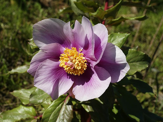 wild peony &copy; <a href="//commons.wikimedia.org/wiki/User:Biopics" title="User:Biopics">Hans Hillewaert</a>