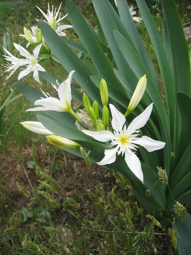 Pancratium illyricum © 