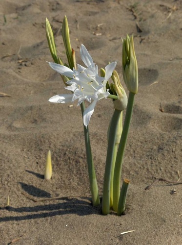 Pancratium maritimum © <a href="//commons.wikimedia.org/wiki/User:Stemonitis" title="User:Stemonitis">User:Stemonitis</a>