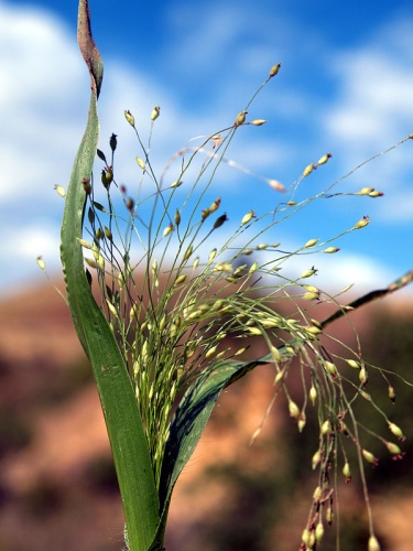 Panicum capillare &copy; Jim Pisarowicz