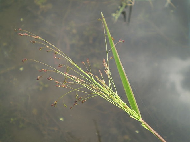Panicum dichotomiflorum &copy; <a href="//commons.wikimedia.org/wiki/User:Show_ryu" title="User:Show ryu">Show ryu</a>.
