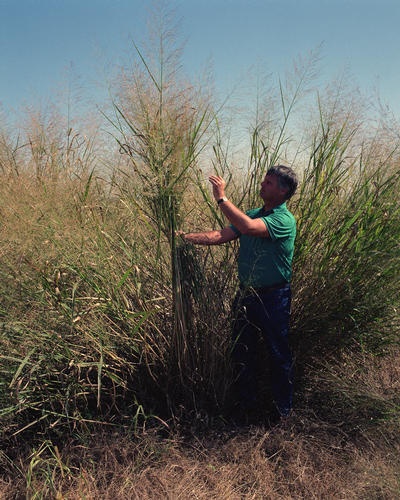 Panicum virgatum © Warren Gretz, DOE/NREL