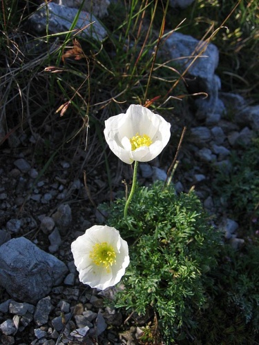Papaver alpinum © 