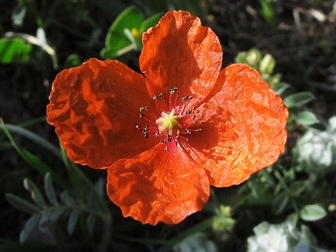 Papaver pinnatifidum © <a rel="nofollow" class="external text" href="https://www.flickr.com/people/70626035@N00">jacilluch</a>