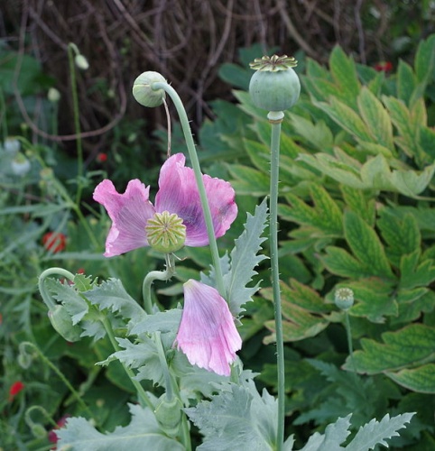 Papaver somniferum &copy; <a href="//commons.wikimedia.org/wiki/User:Dinkum" title="User:Dinkum">Dinkum</a>