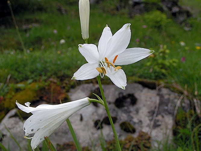 Paradisea liliastrum © Pethan - <a class="external autonumber" href="http://nl.wikipedia.org/wiki/Gebruiker:Pethan">[1]</a>