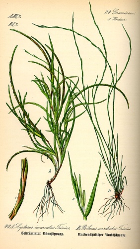 Parapholis incurva &copy; 