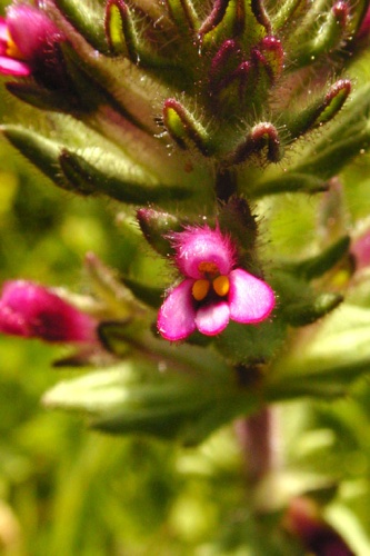 Parentucellia latifolia © Bart and Susan Eisenberg