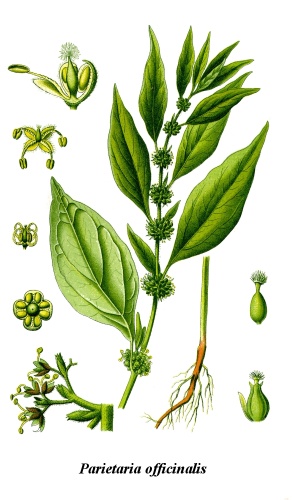 Parietaria officinalis © <a href="//commons.wikimedia.org/w/index.php?title=User:Chrizz&amp;action=edit&amp;redlink=1" class="new" title="User:Chrizz (page does not exist)">User:Chrizz</a>