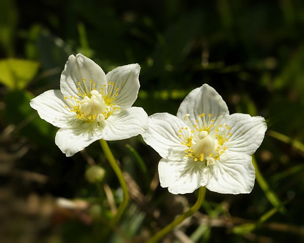 Grass-of-Parnassus &copy; <a href="//commons.wikimedia.org/wiki/User:Biopics" title="User:Biopics">Hans Hillewaert</a>