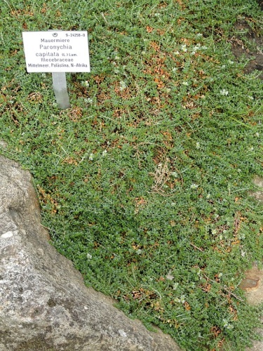 Paronychia capitata © <a href="//commons.wikimedia.org/wiki/User:Daderot" title="User:Daderot">Daderot</a>