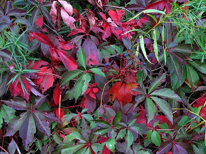 Parthenocissus inserta &copy; <a rel="nofollow" class="external text" href="https://www.flickr.com/people/86548370@N00">Katja Schulz</a> from Washington, D. C., USA