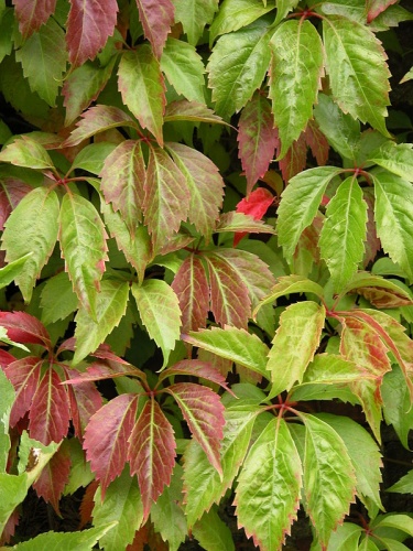 Parthenocissus quinquefolia &copy; <a href="//commons.wikimedia.org/w/index.php?title=User:Tasja&amp;action=edit&amp;redlink=1" class="new" title="User:Tasja (page does not exist)">Tasja</a>