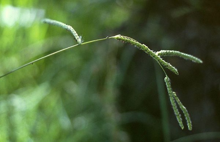 Paspalum dilatatum © <a href="//commons.wikimedia.org/wiki/User:Franz_Xaver" title="User:Franz Xaver">Franz Xaver</a>