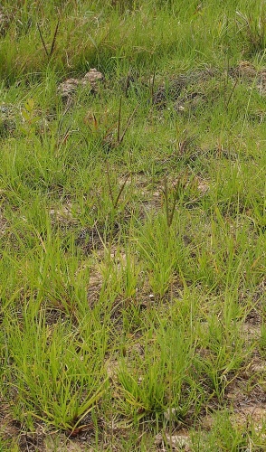 Paspalum distichum © <a href="//commons.wikimedia.org/w/index.php?title=User:Mark_Marathon&amp;action=edit&amp;redlink=1" class="new" title="User:Mark Marathon (page does not exist)">Mark Marathon</a>