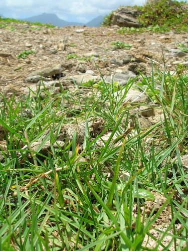 Paspalum vaginatum &copy; <a rel="nofollow" class="external text" href="http://www.hear.org/starr/">Forest &amp; Kim Starr</a>