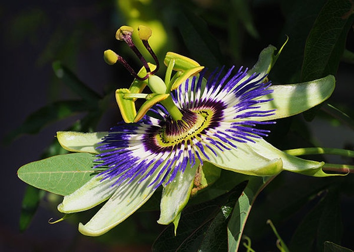 Passiflora caerulea © <a href="//commons.wikimedia.org/wiki/User:PetarM" title="User:PetarM">Petar Milošević</a>