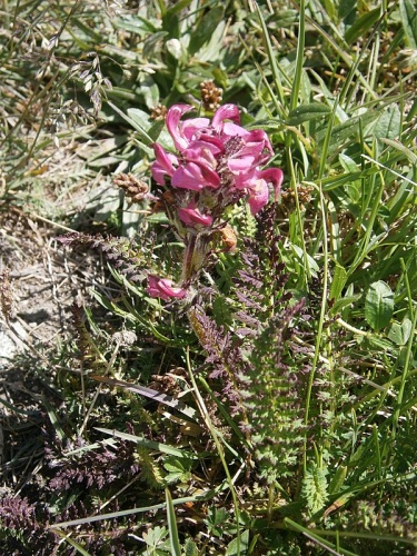 Pedicularis cenisia © <a href="//commons.wikimedia.org/wiki/User:Meneerke_bloem" title="User:Meneerke bloem">Meneerke bloem</a>