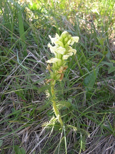 Pedicularis comosa © 