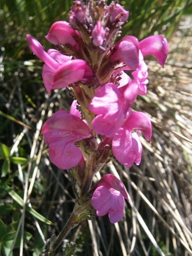 Pedicularis gyroflexa © <a href="//commons.wikimedia.org/wiki/User:Meneerke_bloem" title="User:Meneerke bloem">Meneerke bloem</a>