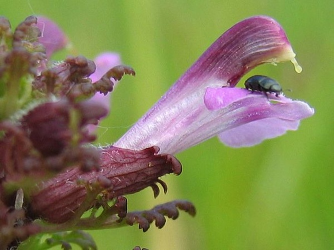 Pedicularis palustris © Kristian Peters -- <a href="//commons.wikimedia.org/wiki/User:Fabelfroh" title="User:Fabelfroh">Fabelfroh</a> 11:17, 28 October 2006 (UTC)