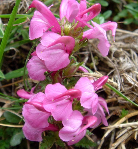 Pedicularis pyrenaica © <a href="//commons.wikimedia.org/wiki/Ghislain118" class="mw-redirect" title="Ghislain118">Ghislain118</a> <a rel="nofollow" class="external free" href="http://www.fleurs-des-montagnes.net">http://www.fleurs-des-montagnes.net</a>