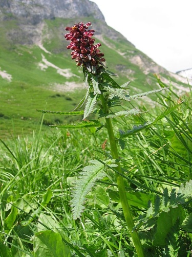 Pedicularis recutita © <a href="//commons.wikimedia.org/wiki/User:Tigerente" title="User:Tigerente">User:Tigerente</a>