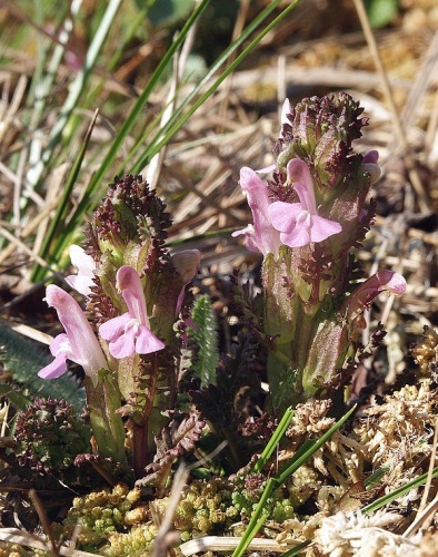Pedicularis sylvatica © <a href="//commons.wikimedia.org/wiki/User:BerndH" title="User:BerndH">Bernd Haynold</a>
