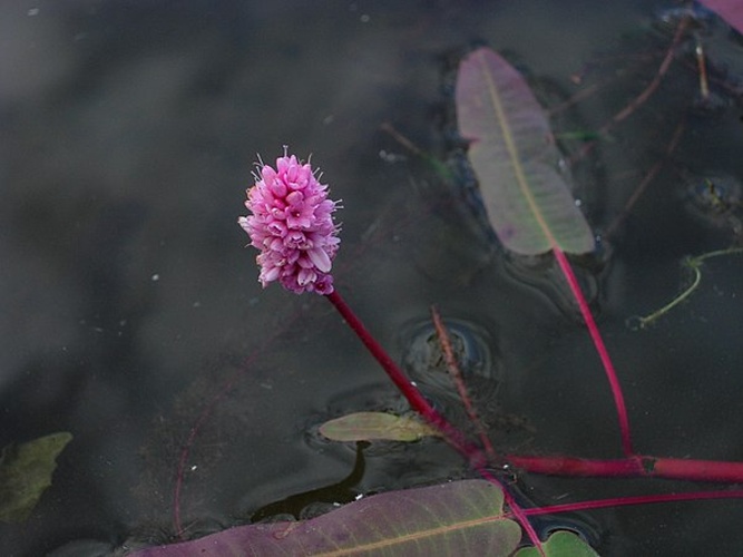 Persicaria amphibia © <a href="//commons.wikimedia.org/wiki/User:Ruppia2000" title="User:Ruppia2000">Ruppia2000</a>